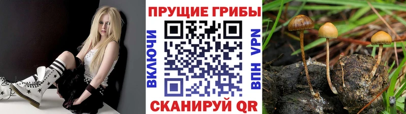 Псилоцибиновые грибы прущие грибы  Купить  Кодинск 